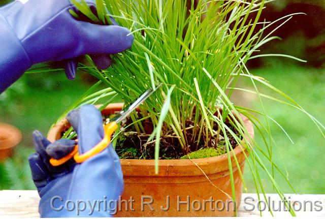 Chives Harvesting with gloves_3